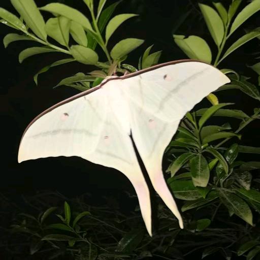 芒果小謝