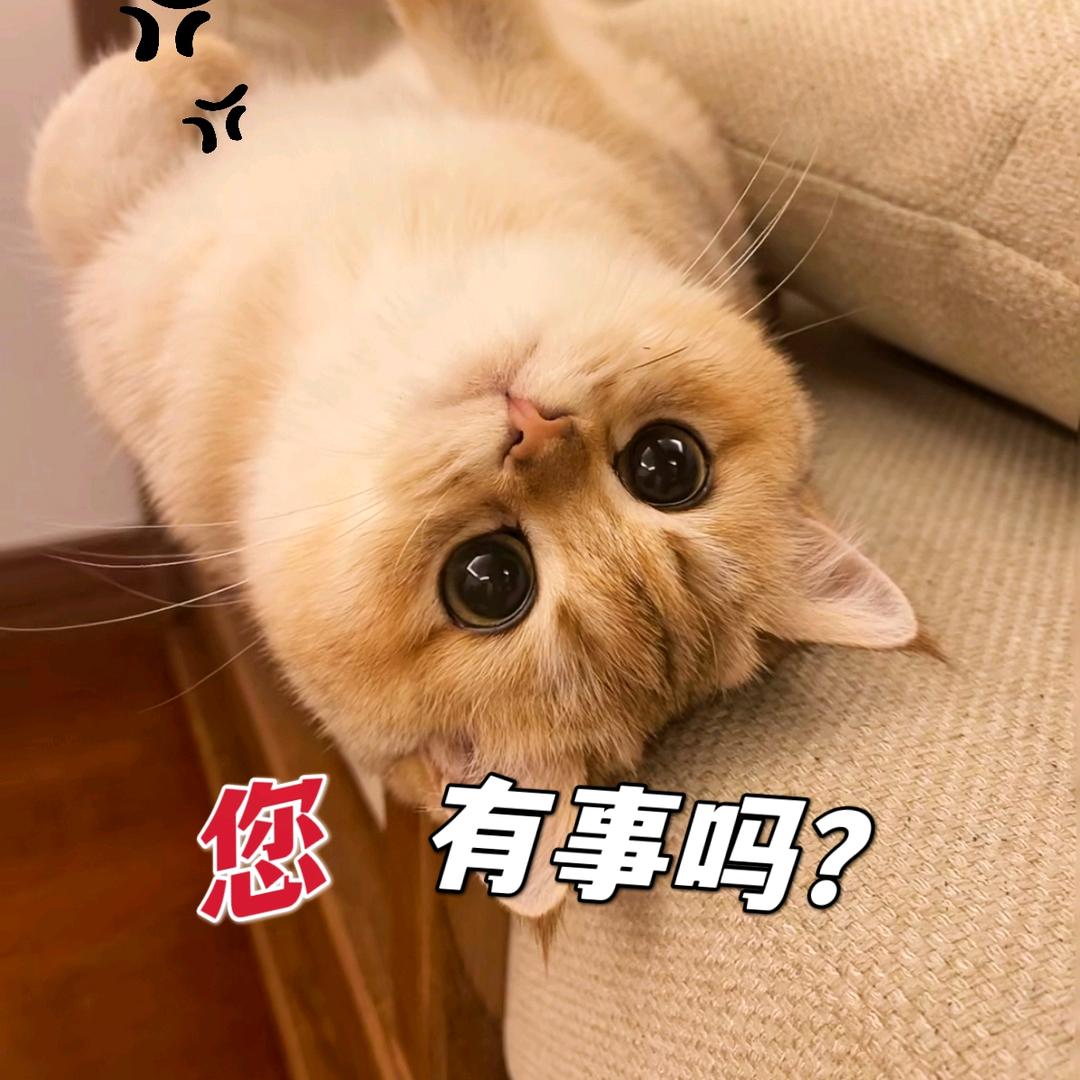 ₍˄叮当喵˄₎◞ ̑̑