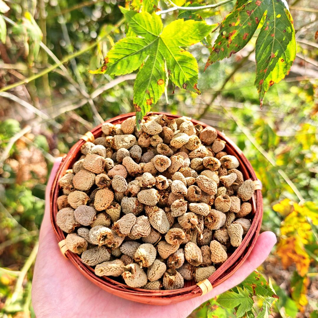 千岛湖覆盆子聚泰