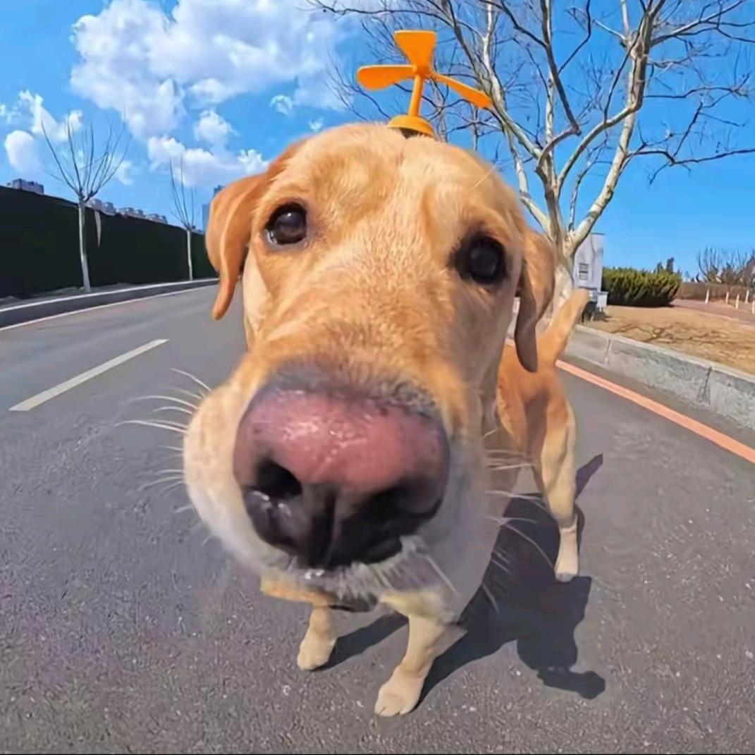 小鱼滴滴