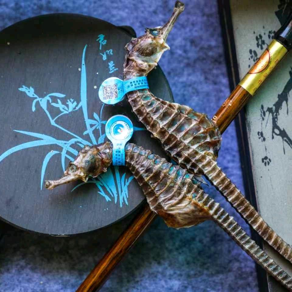 小马哥的海马店