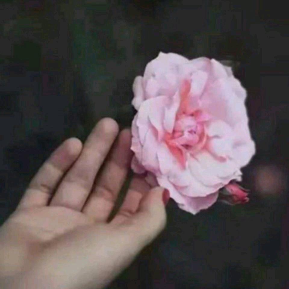 枫韵紫秋短剧