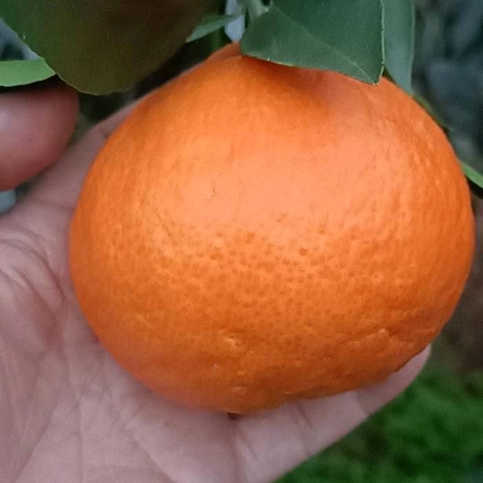 诚信水果供应链眉山丹棱小李子