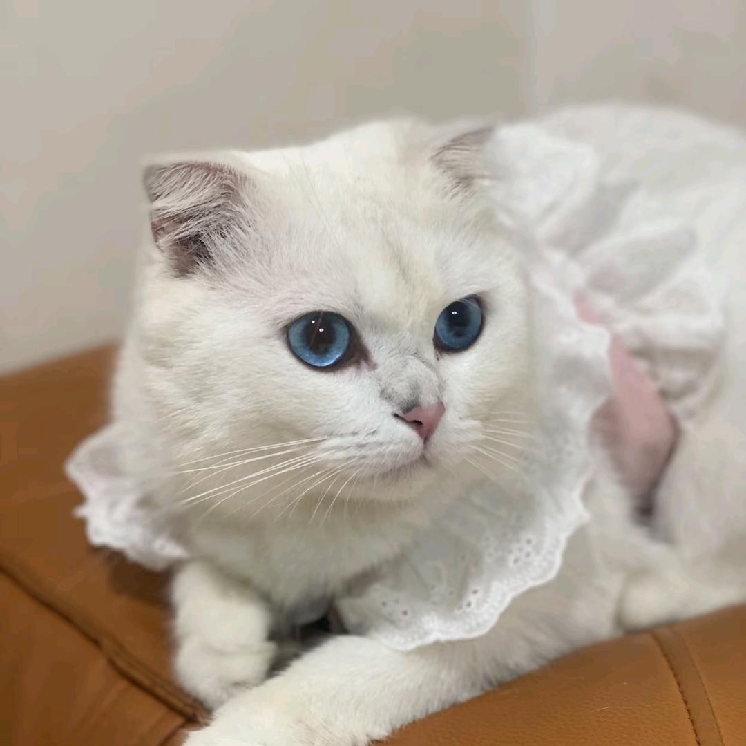 可乐