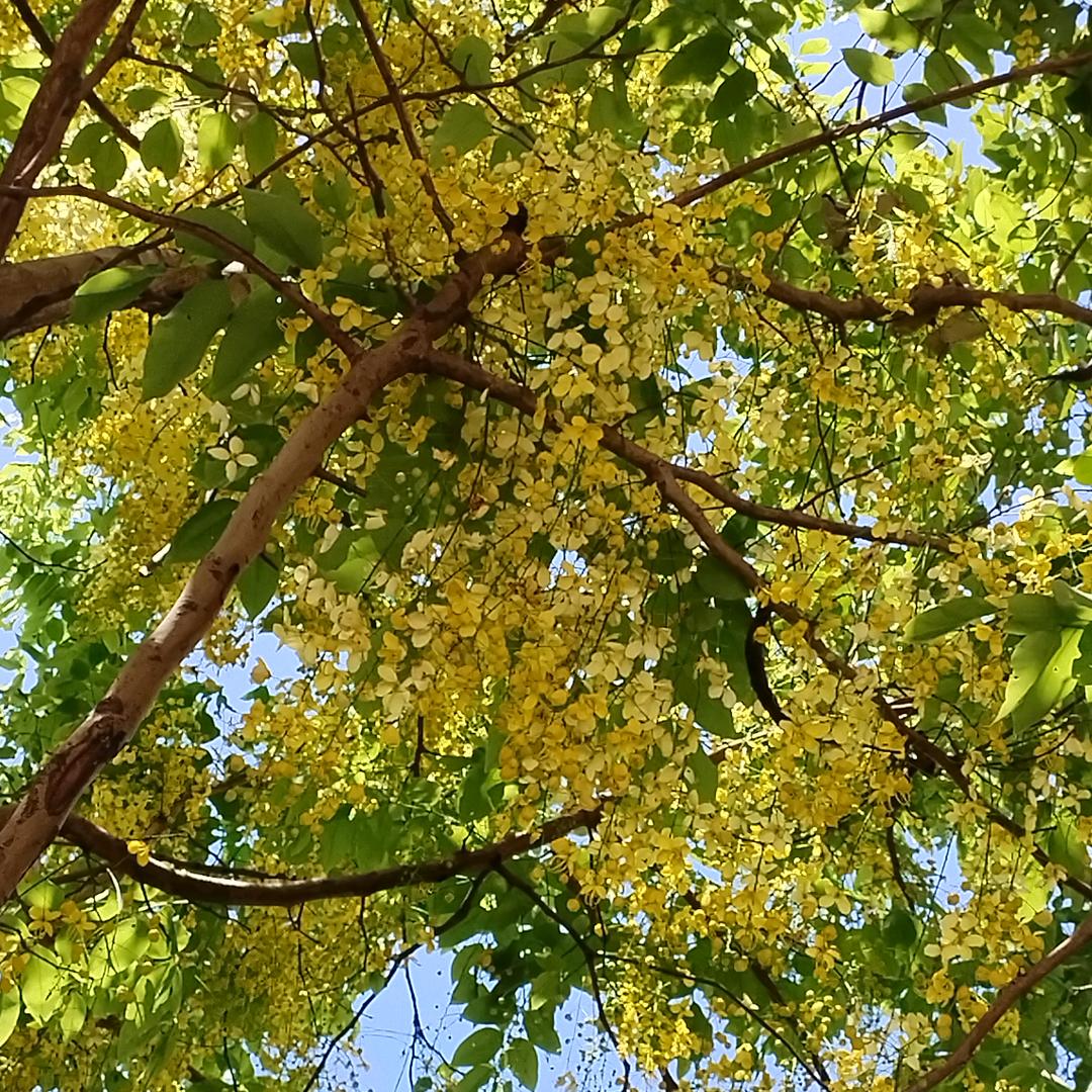 喜林草- ̗̀(๑ᵔ⌔ᵔ๑)εïз