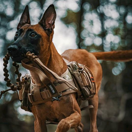 10岁养马犬