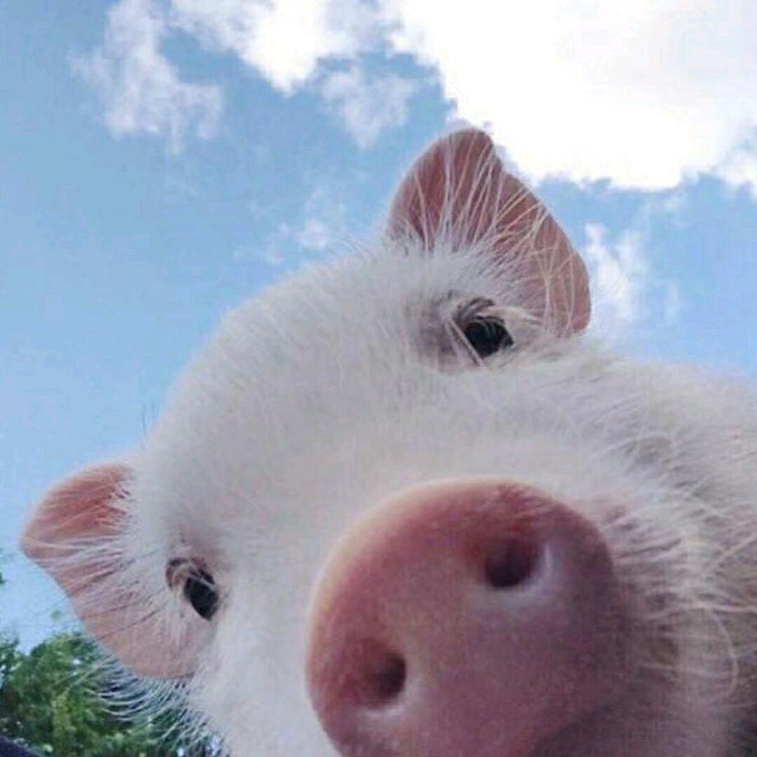 🐷🐷
