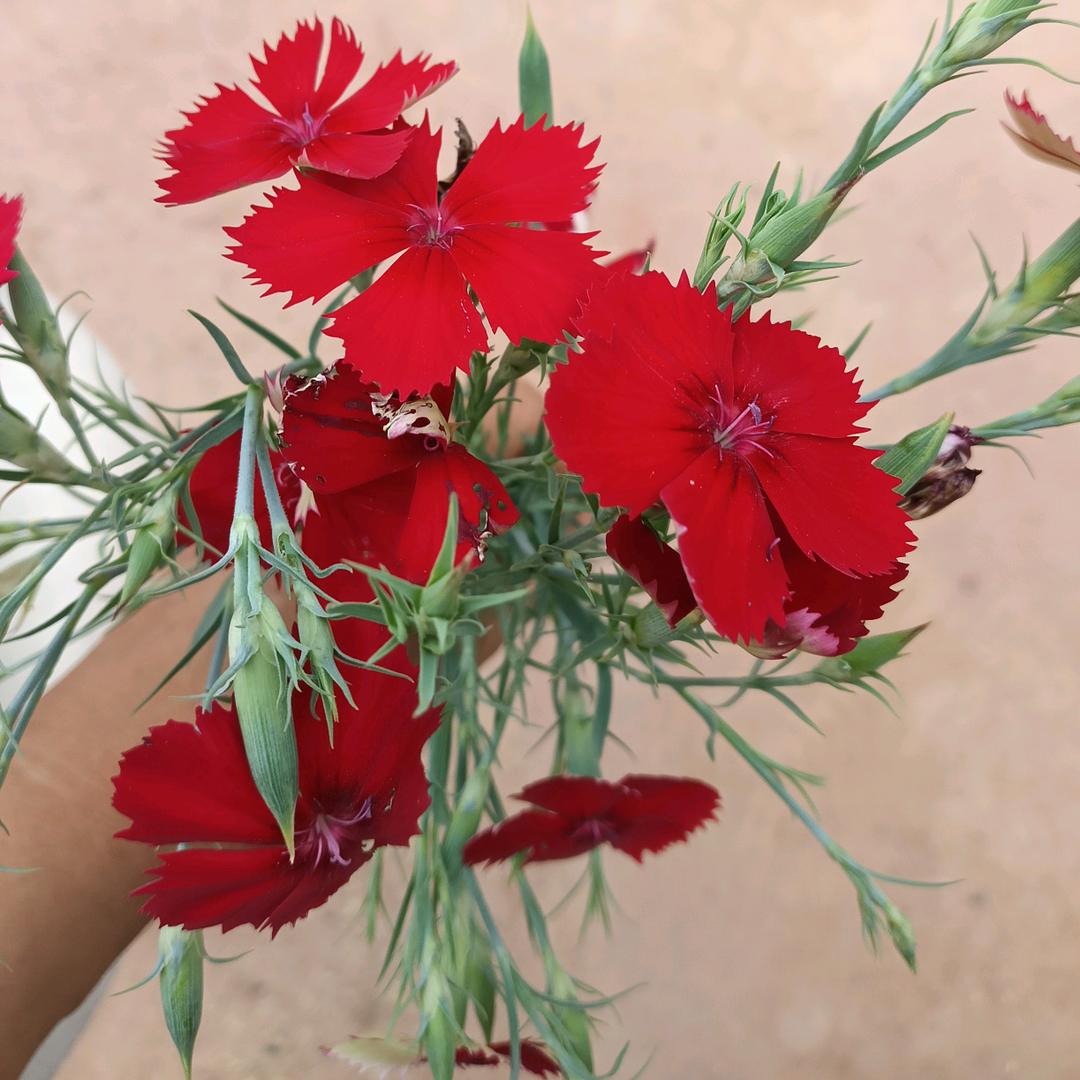 💞ঞ᭄无限ഒᩚ嚣张꧔ꦿ᭄💞