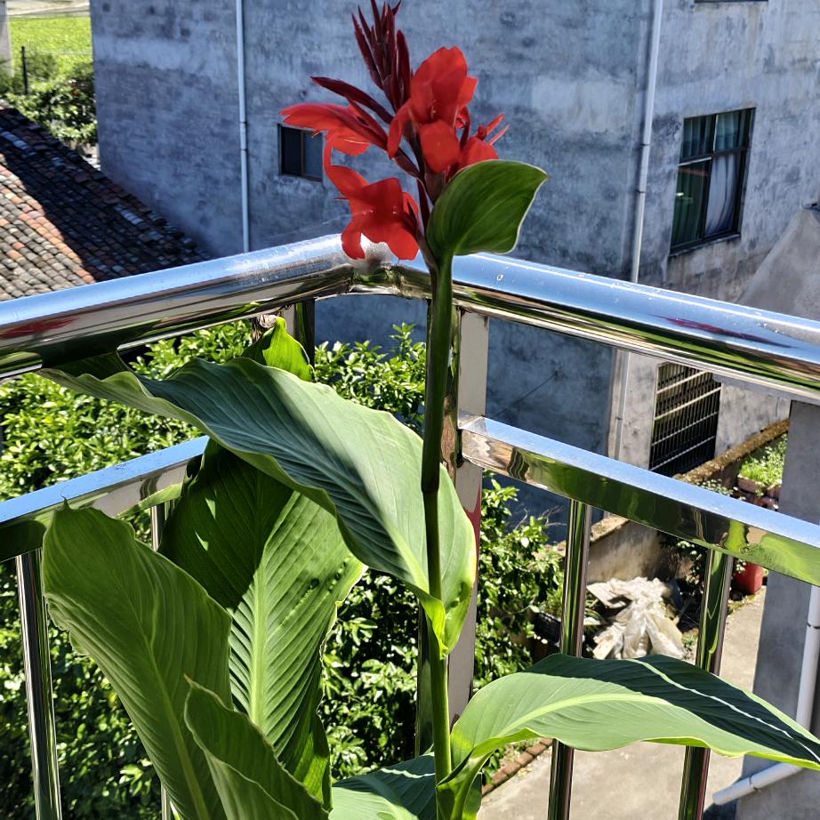 花开花落无痕迹