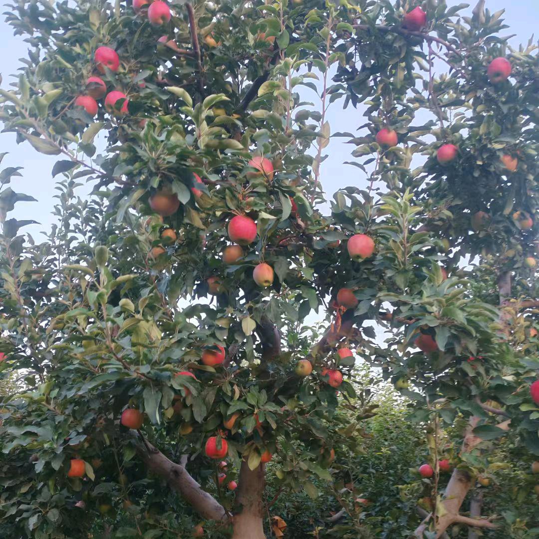 农夫果园生鲜小店