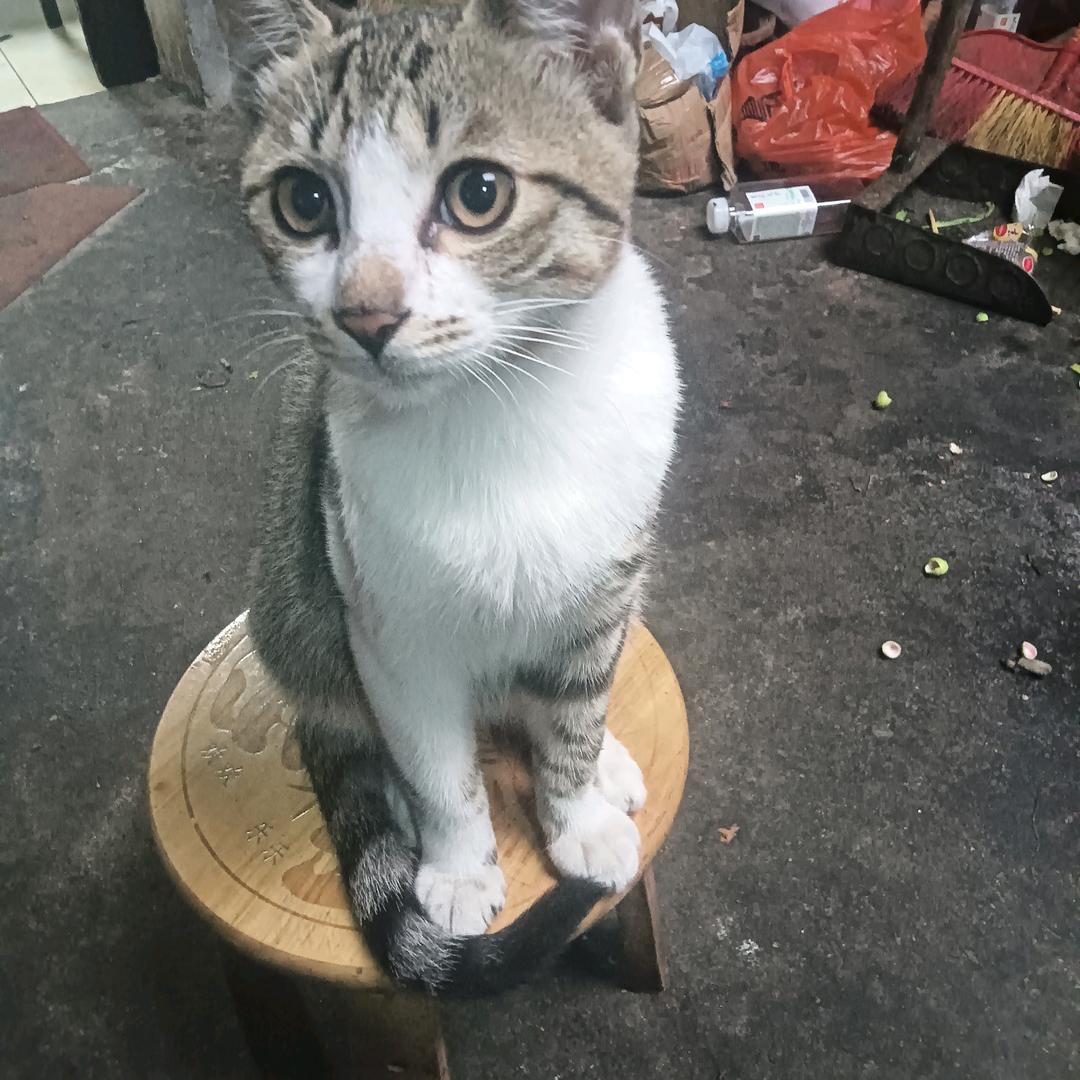 独