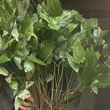 淫羊藿
