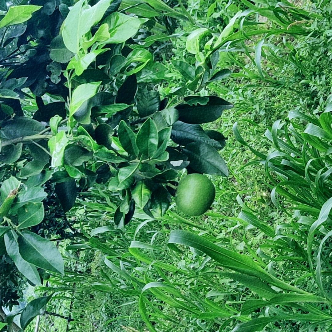 蒲公英