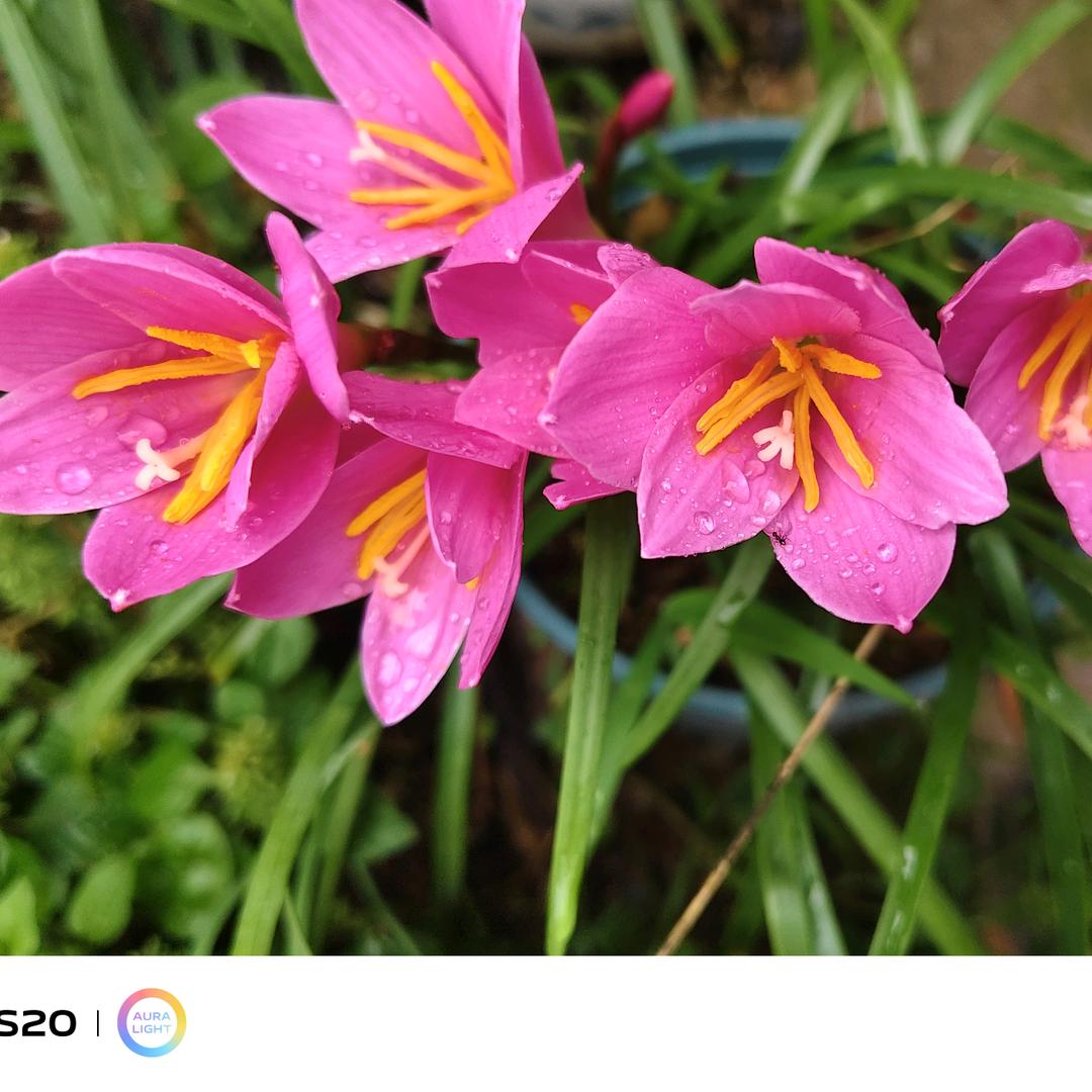 ꧁❦ 丫头 ❦꧂