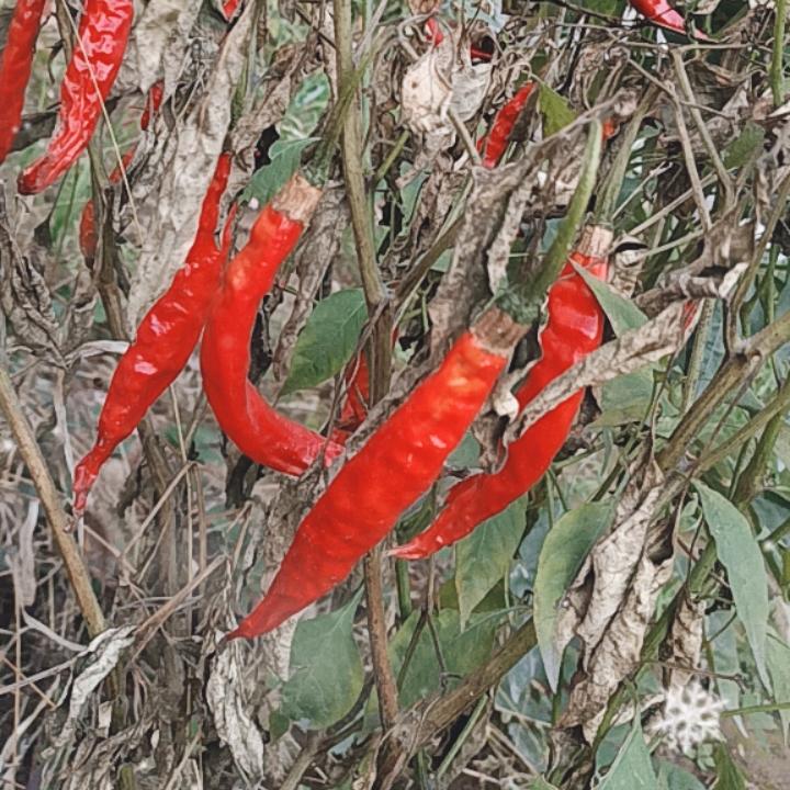 辣椒🌶不辣