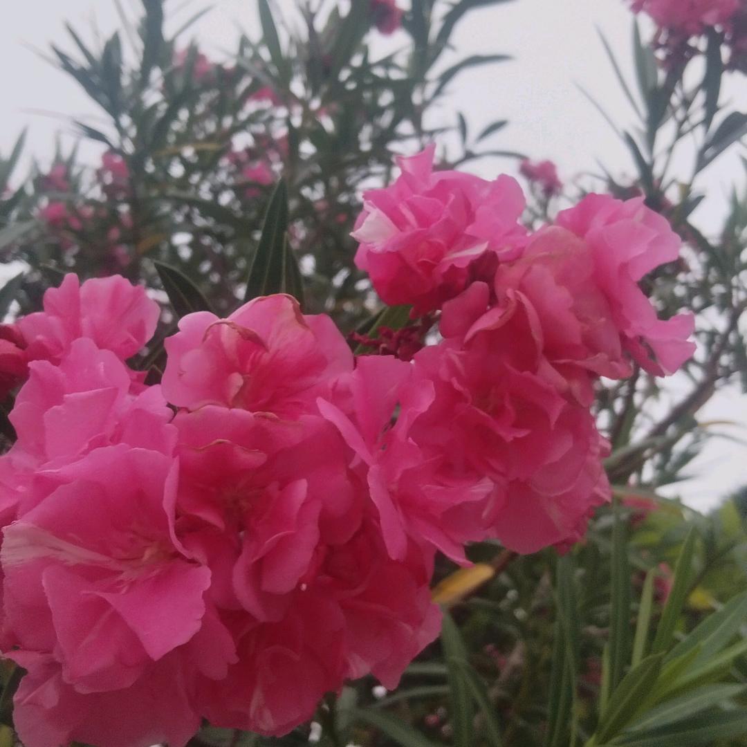 何莲姣好物分享