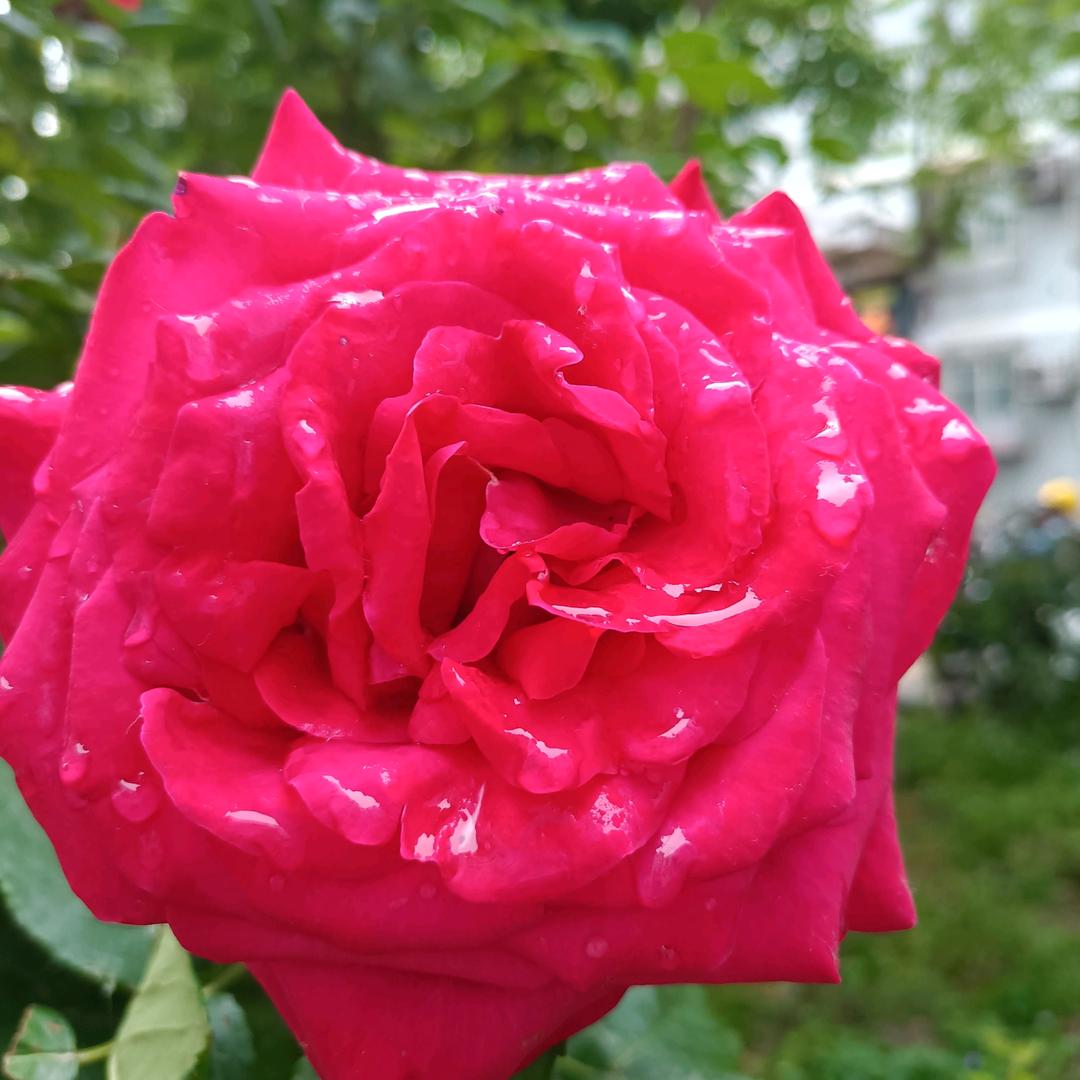 ᵎ(•̀㉨•́)و ̑魏老爷