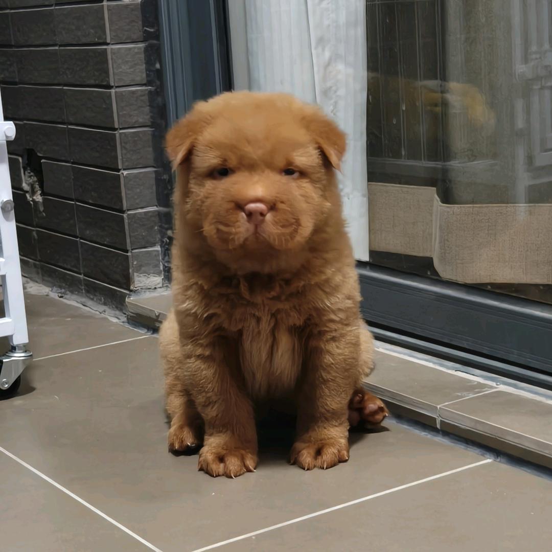 中华田园犬的旺财家族