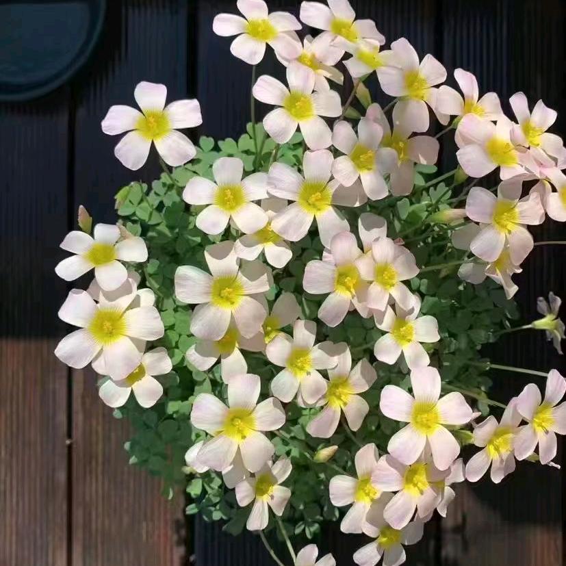 薄荷加冰有多凉889