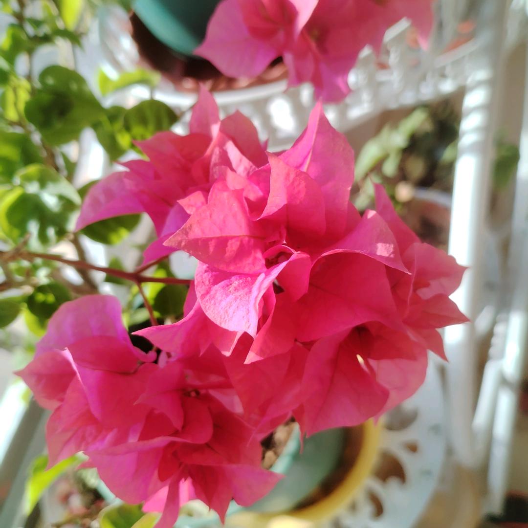 漂羽彩虹