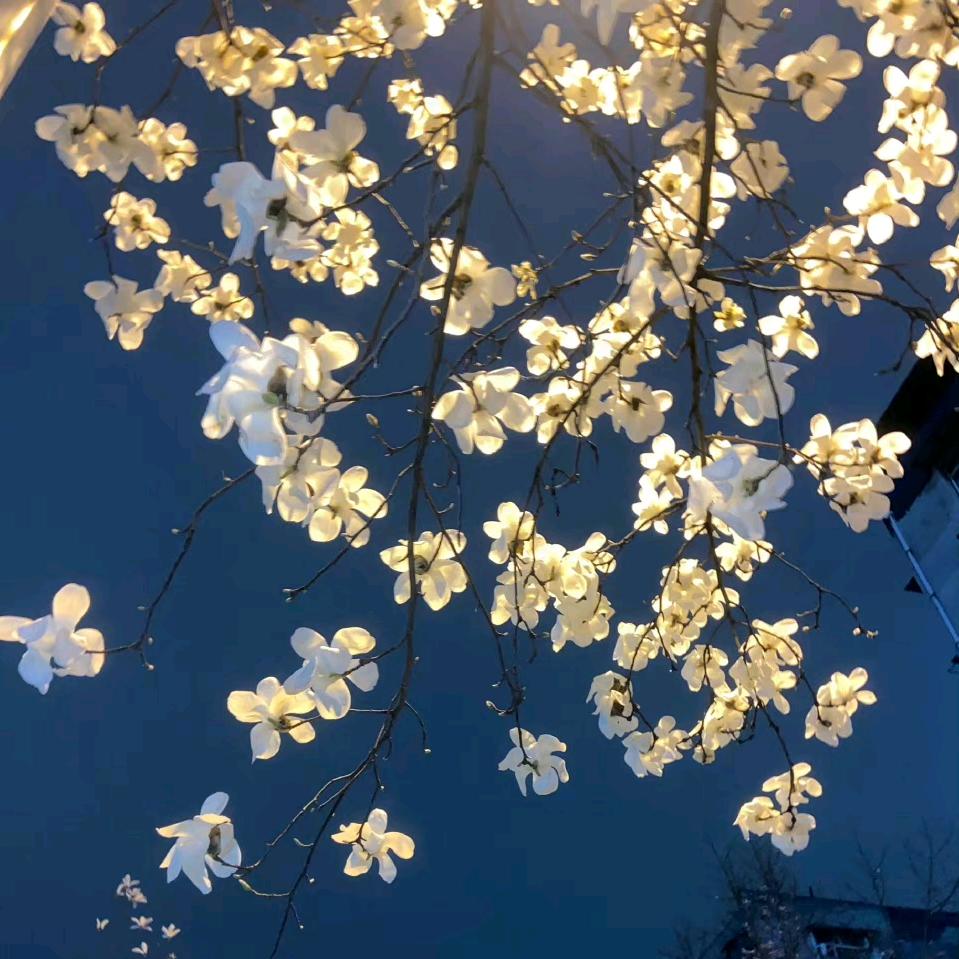 淚是蓝色的絲線