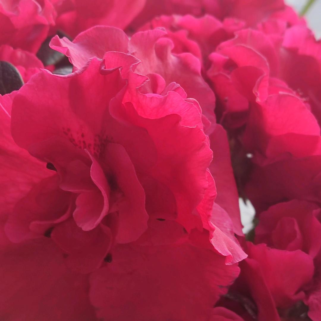 祝晚年天天开心！