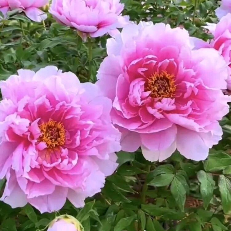 滨州黄河牡丹园（市中）