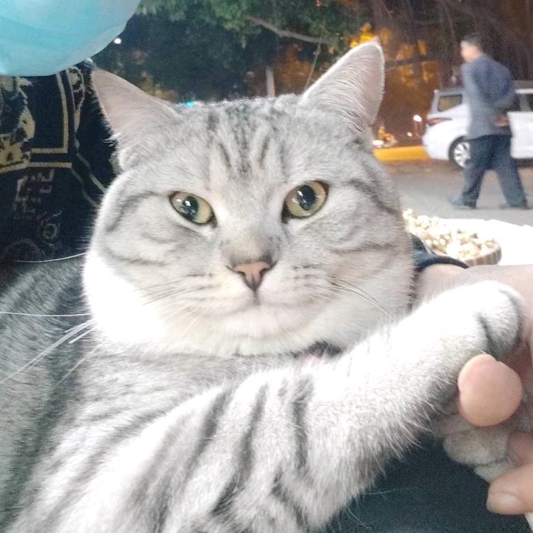 歪门梅拥
