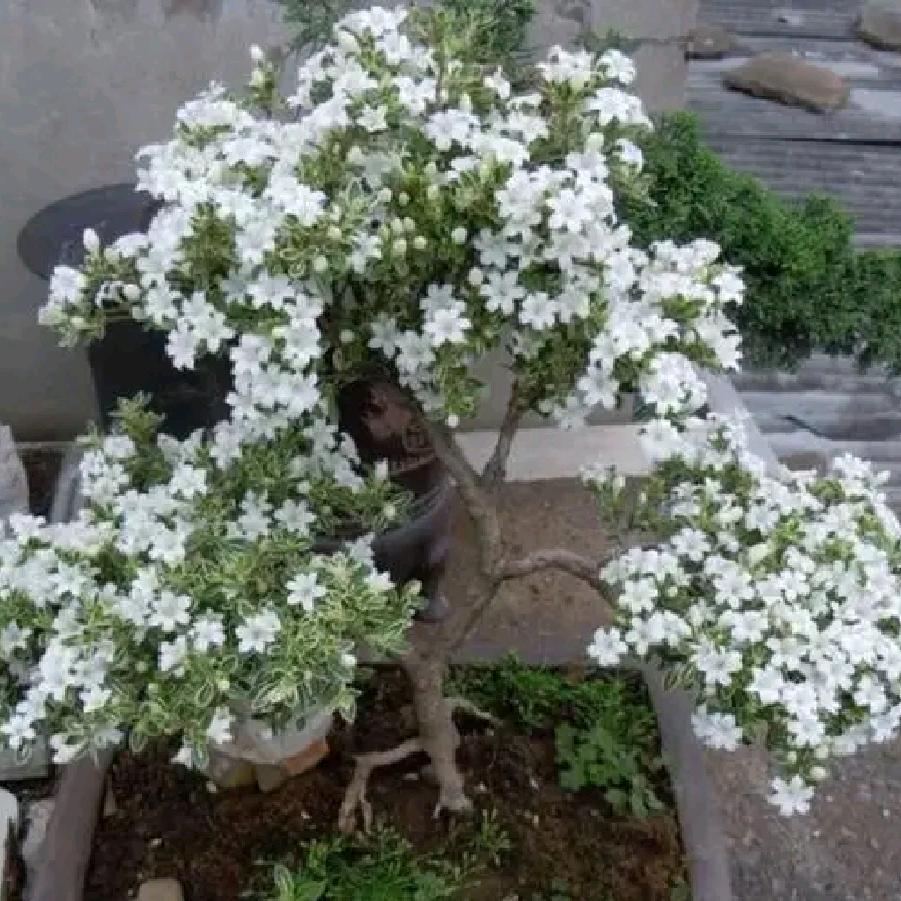 叶哥花卉盆栽种植