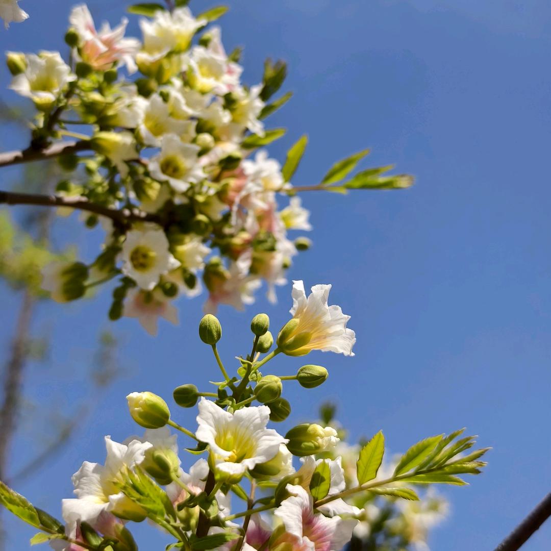 河南升学咨询王老师