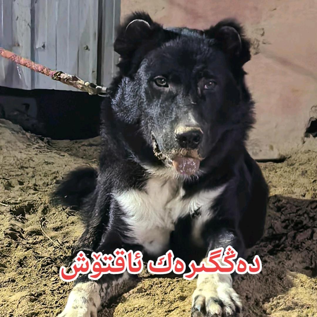 策勒土狗文化🐶