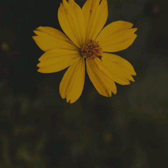 宝奶
