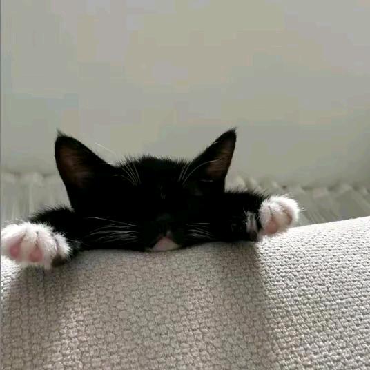 梨梦寒