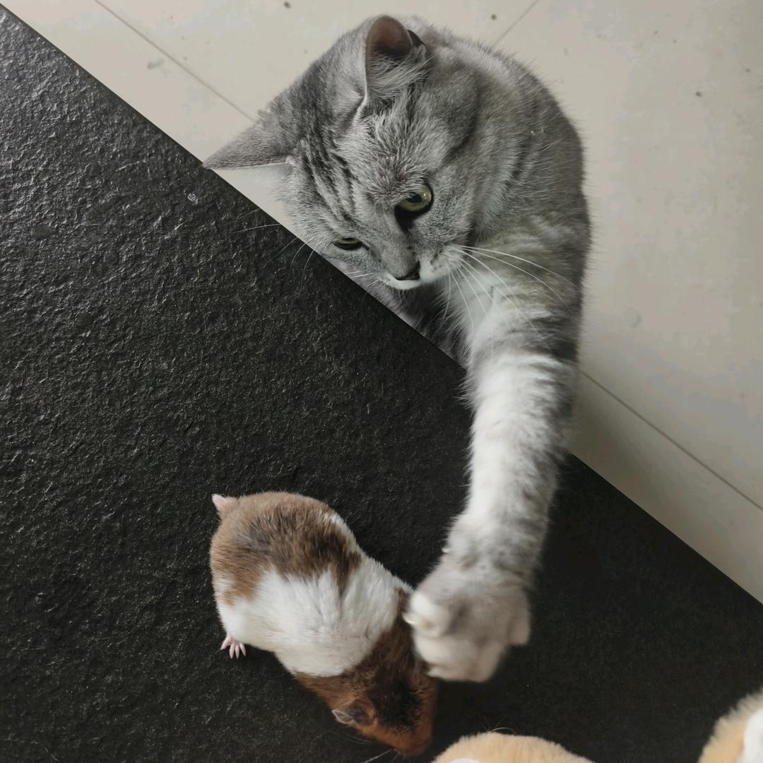 呀！猫来了