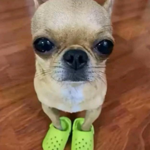 叫我豆哥