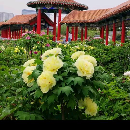 美好的明天