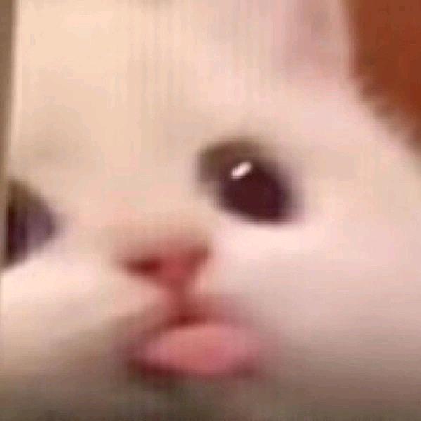 皮皮鹿
