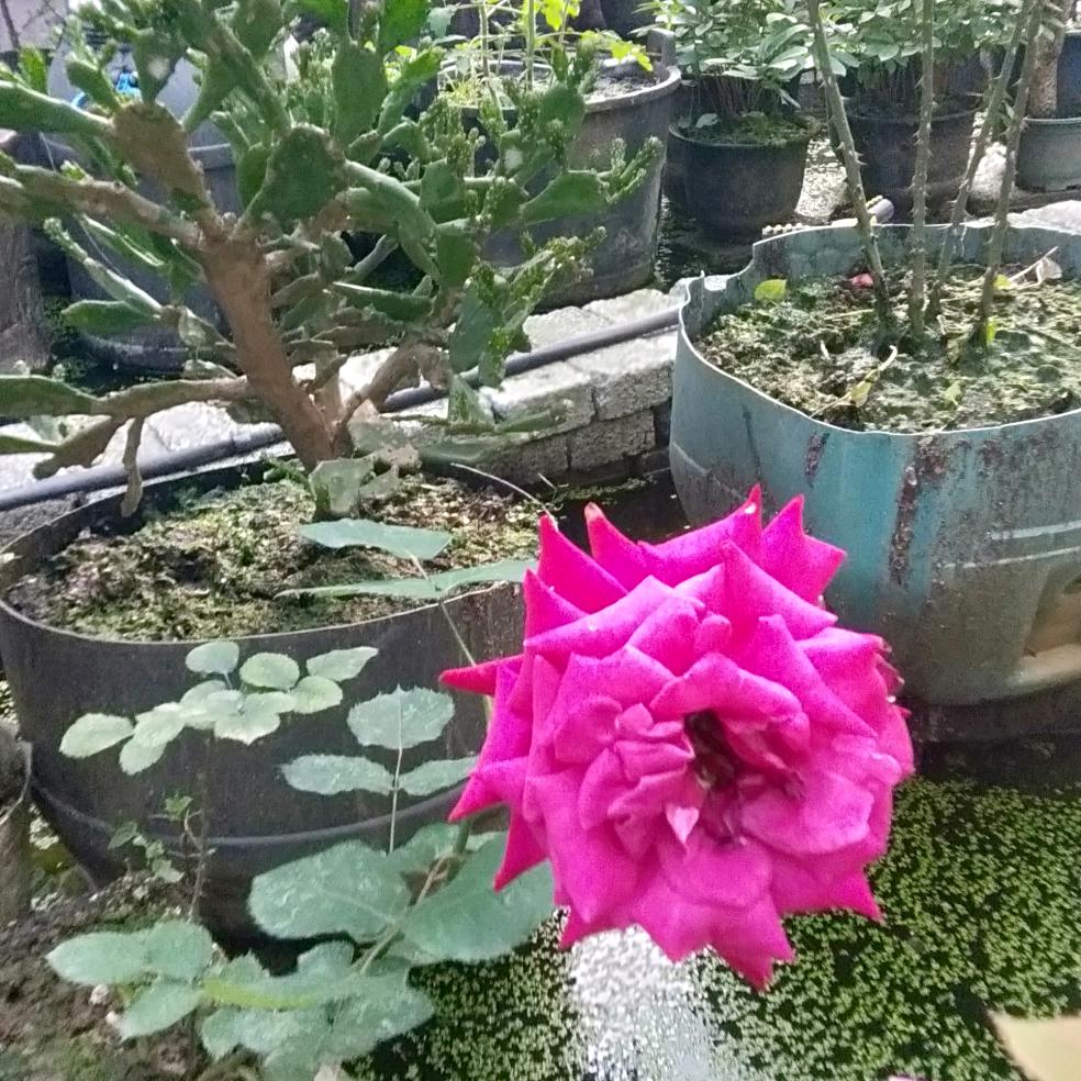 50岁的我想找个富婆；孤独人