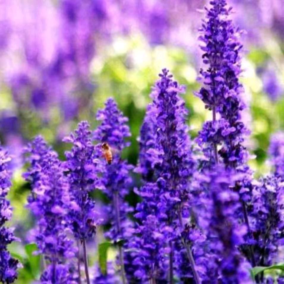 薰衣草@《赞必回》