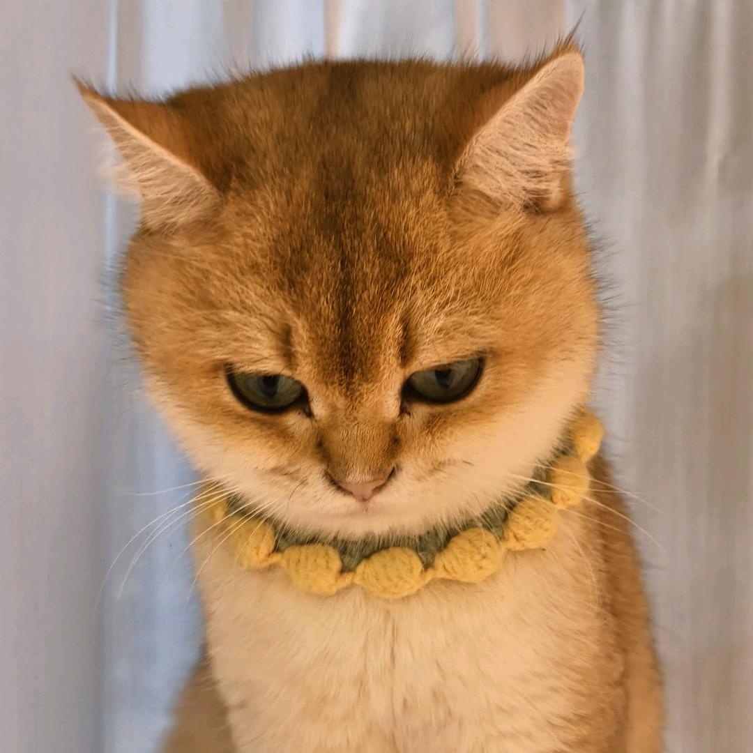 溯.