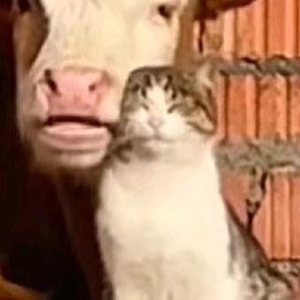 咪