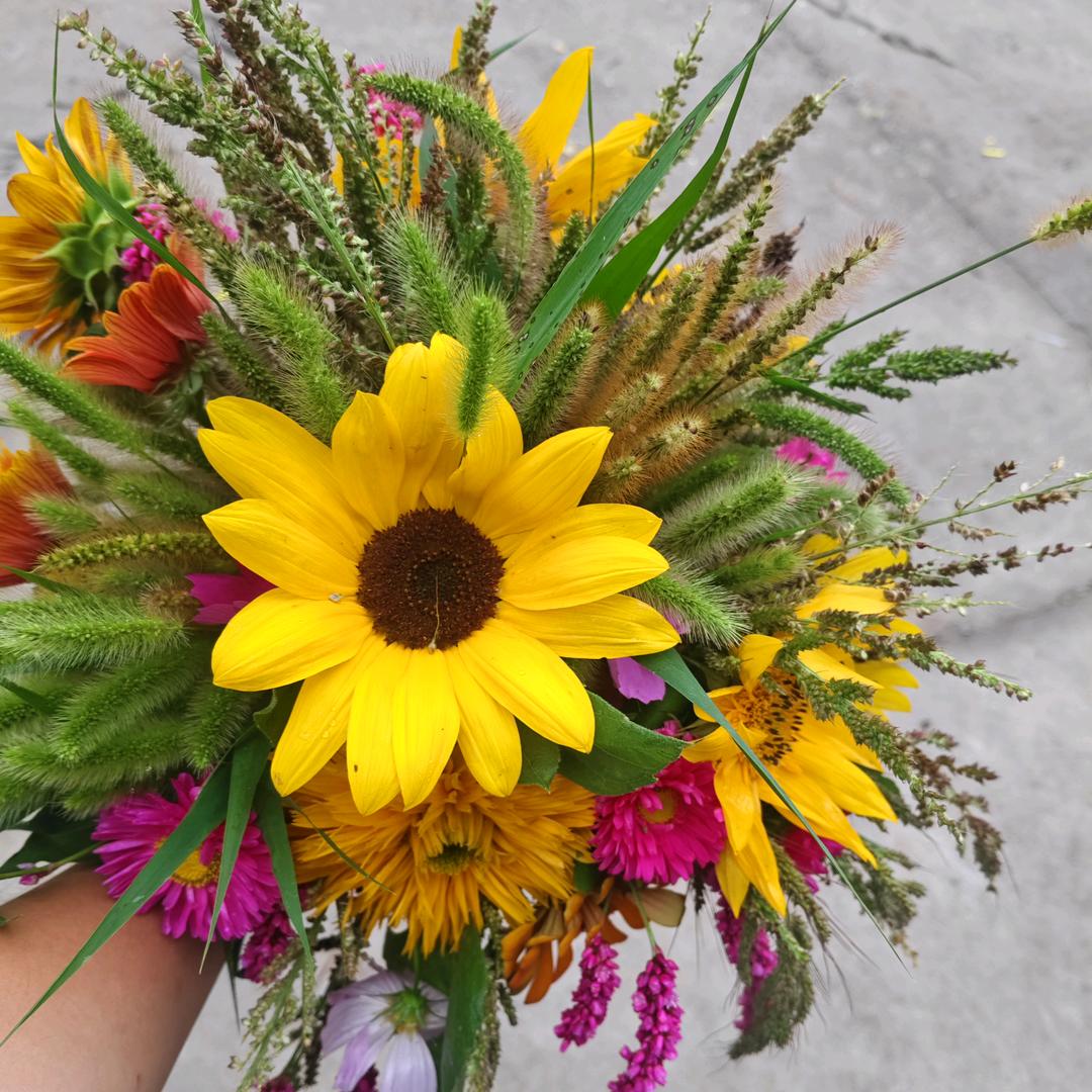 向日葵🌻