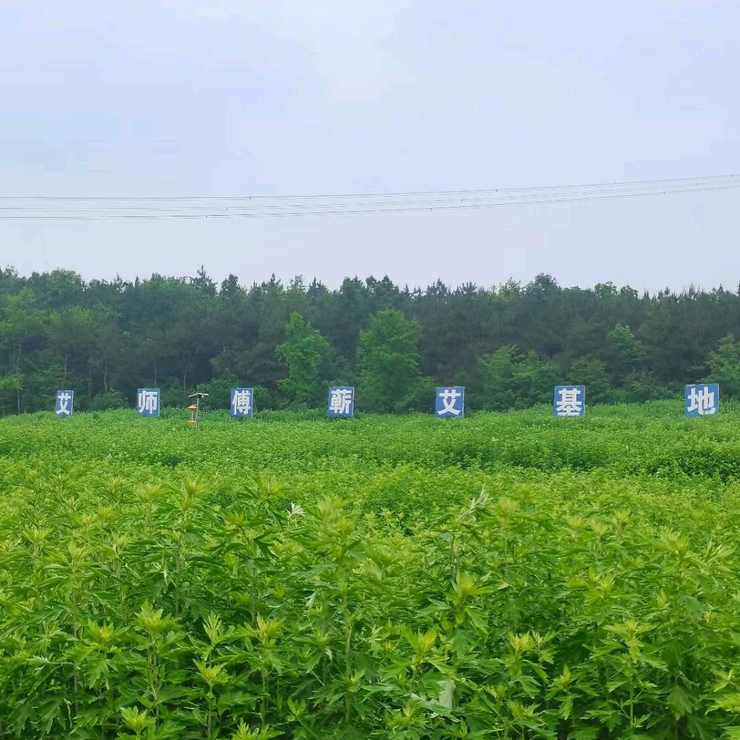 蕲春艾师傅手工蕲艾坊