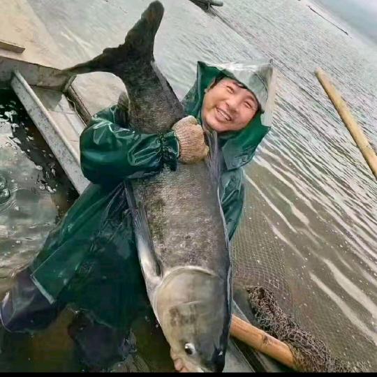 狼牙山龙门水库大鱼