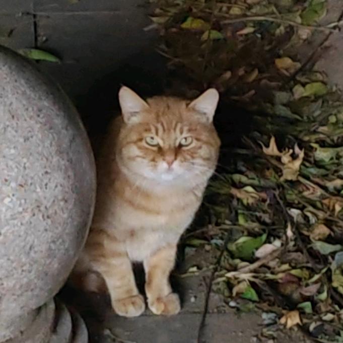 伊始如故（三角洲跑刀版）