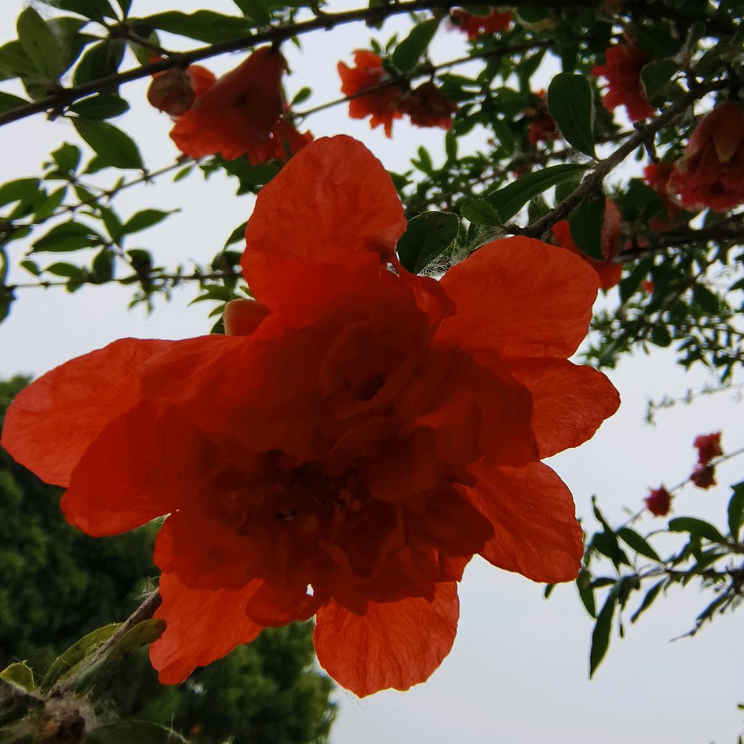 掌上明朱女士🌹🤭