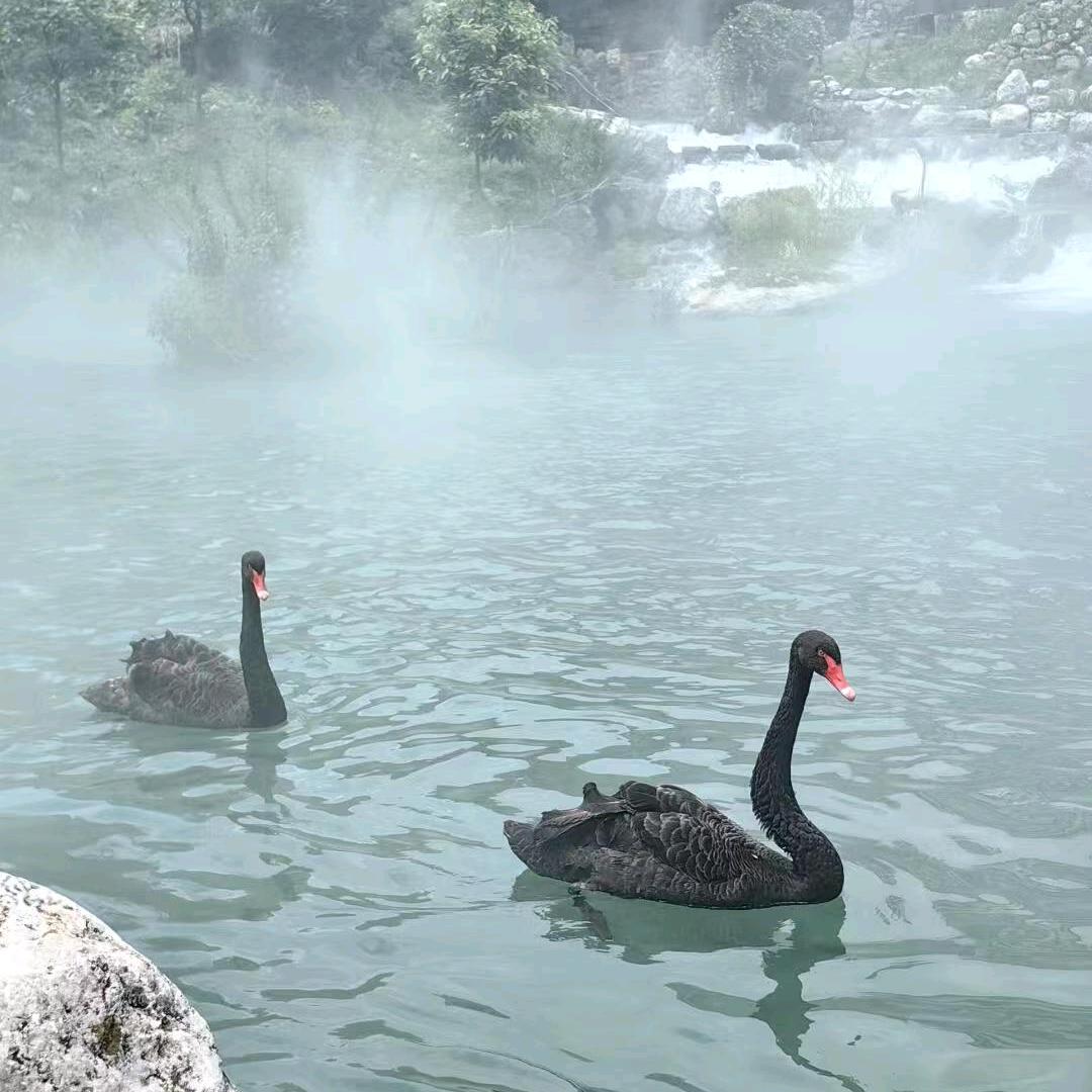🌱💐忘☘️忧🎋草🌿🌺