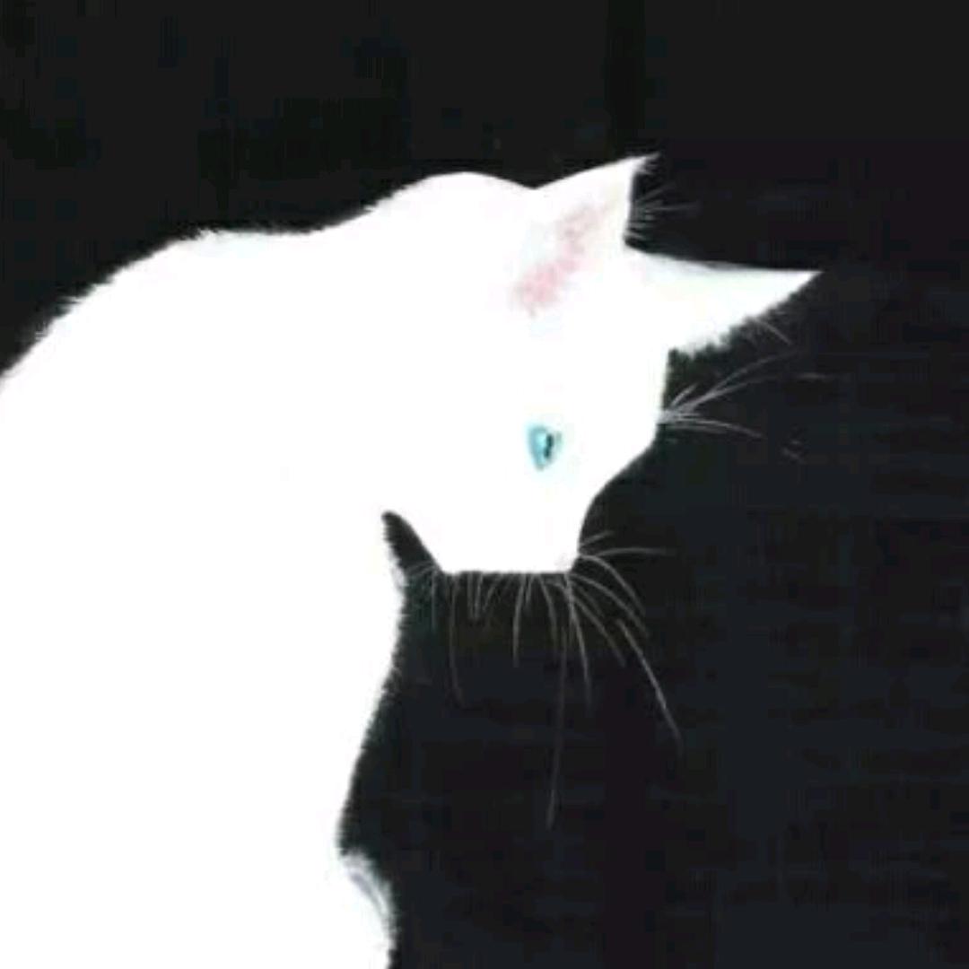 凉皮🐈‍⬛