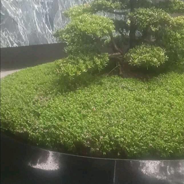 我是独牛