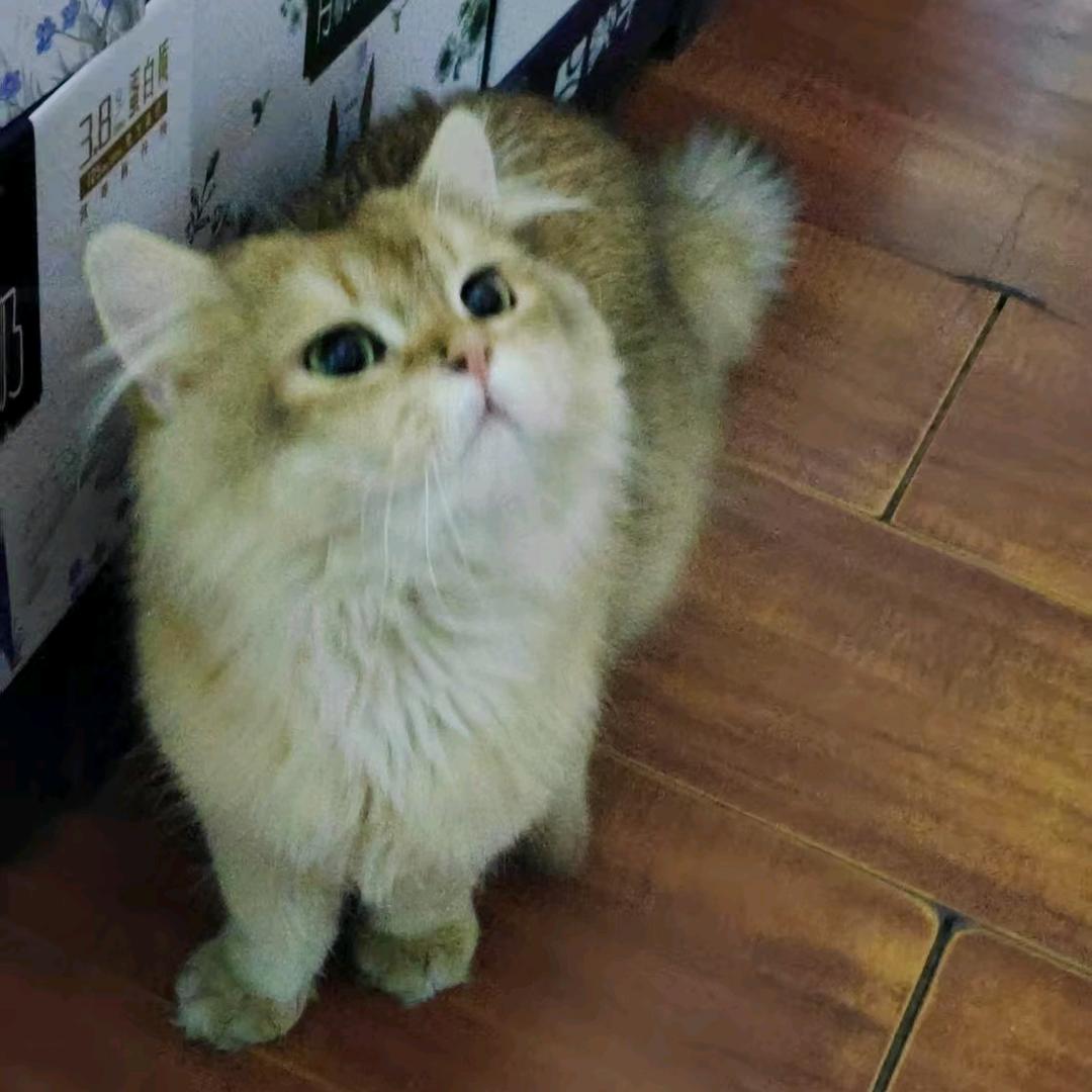 多多是个喵乖宝